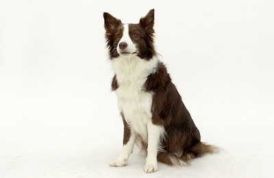 ペットモデル　タレント犬