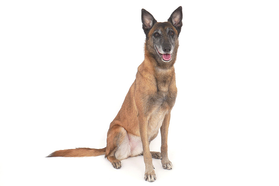 コラレ イメージ