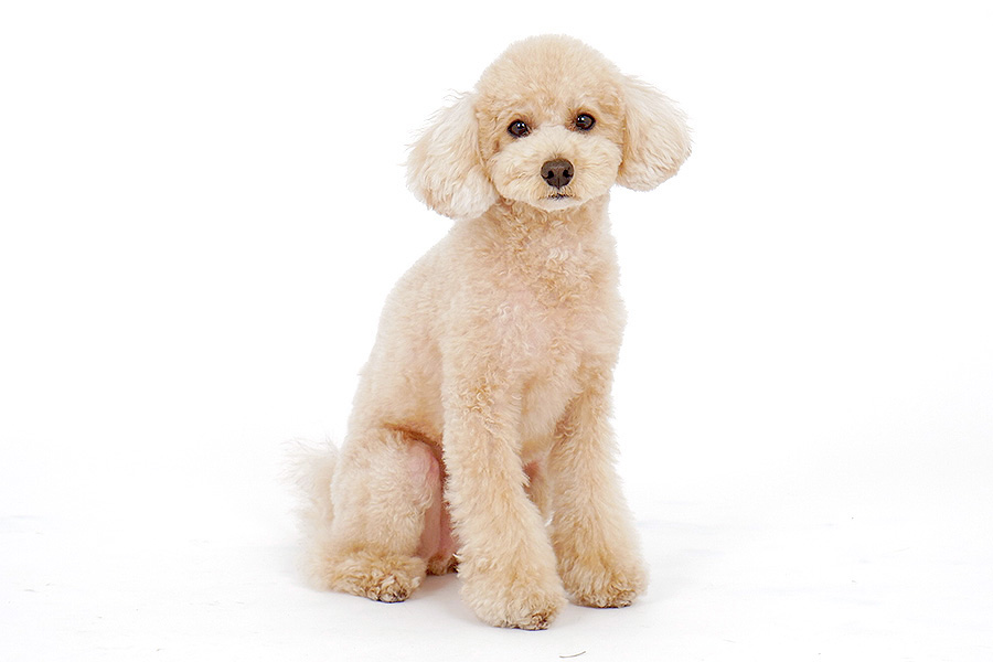 シエラ イメージ