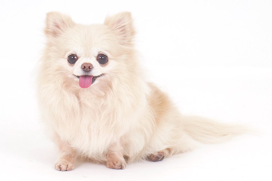 ラズリ イメージ