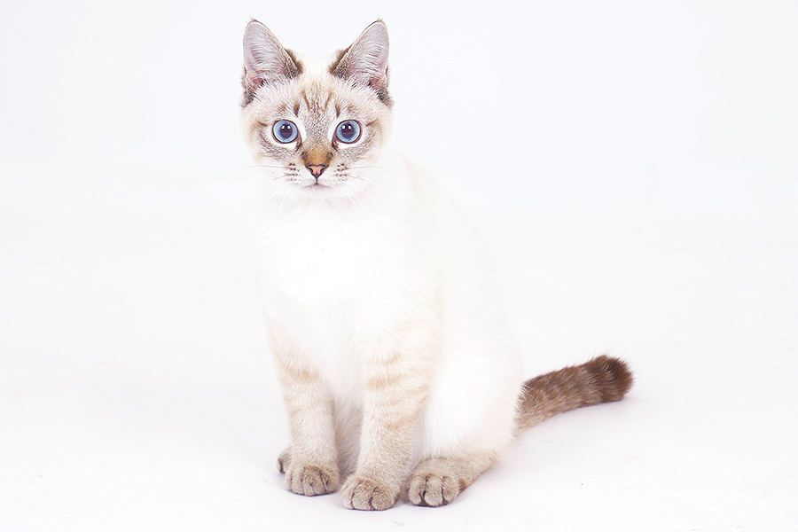 みんと イメージ