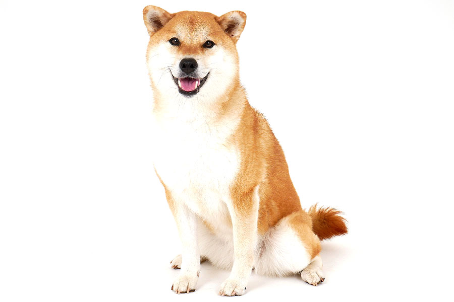 にこ イメージ