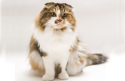 ペットモデル　タレント猫