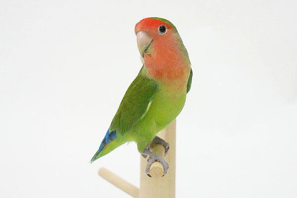 コザクラインコ「ポポ」