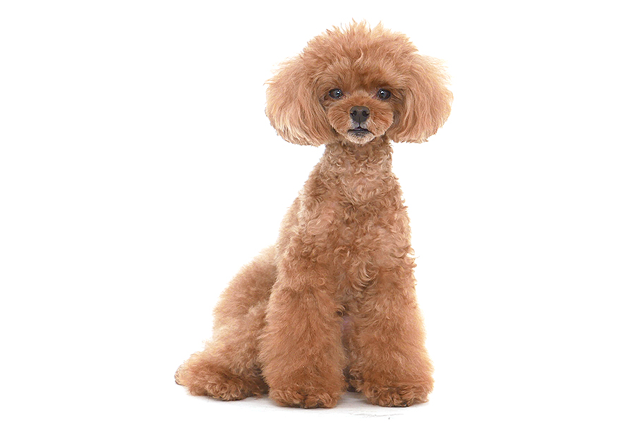 コロン イメージ