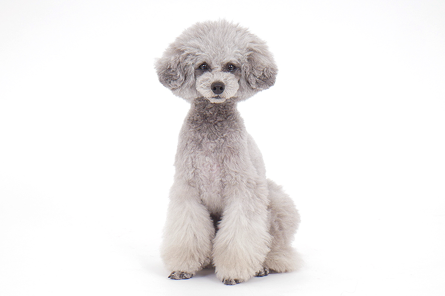 ぎんと イメージ