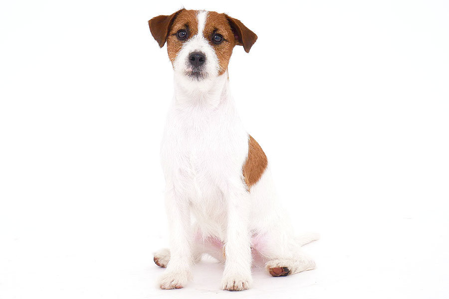 JOY（ジョイ） イメージ