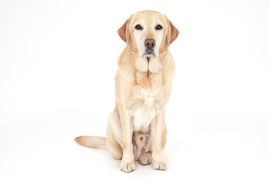 POP（ポップ） イメージ