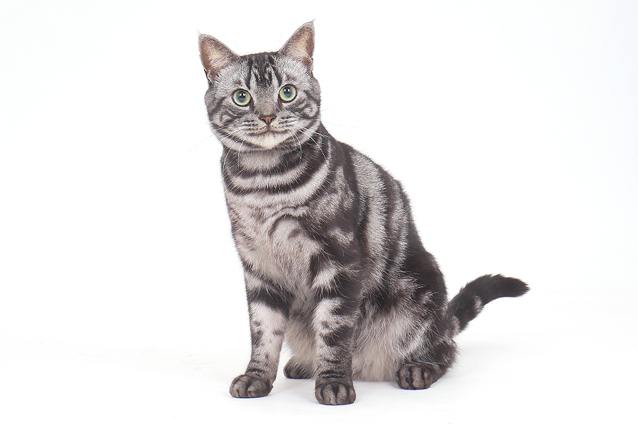 BOW（ぼう） イメージ