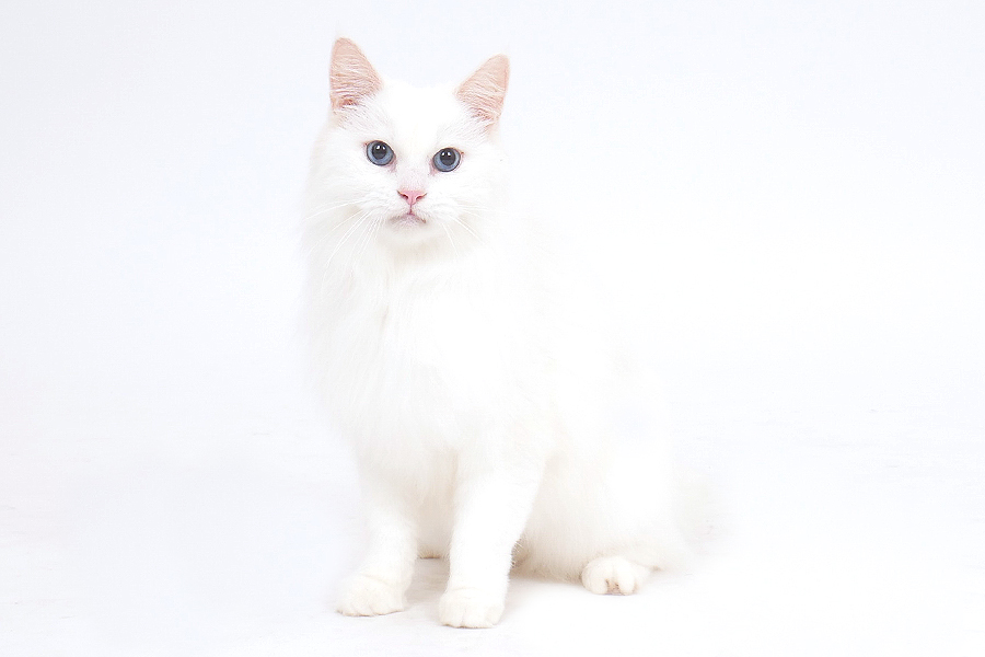 アンジェラ イメージ