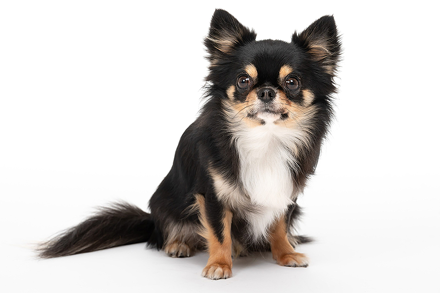 ピッピ イメージ