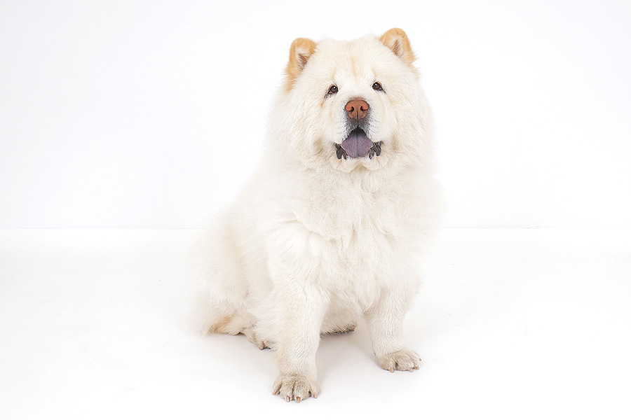 コットン イメージ