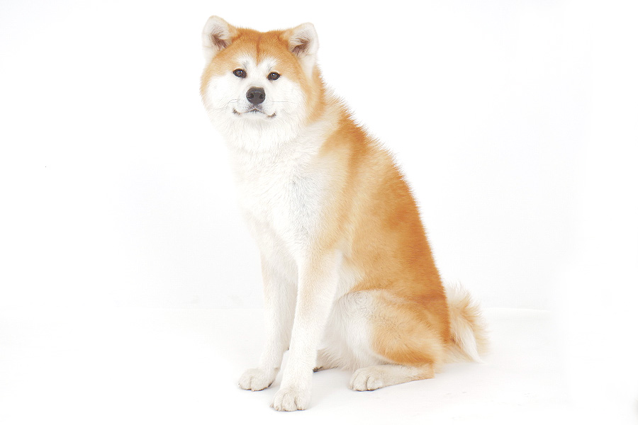 桜（桜） イメージ