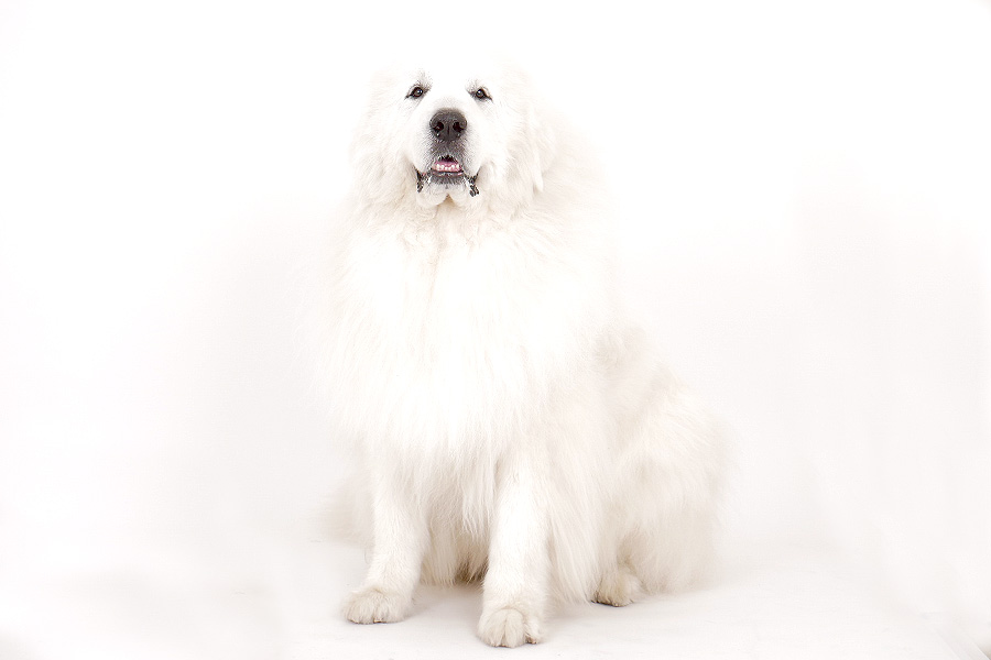 パリン イメージ