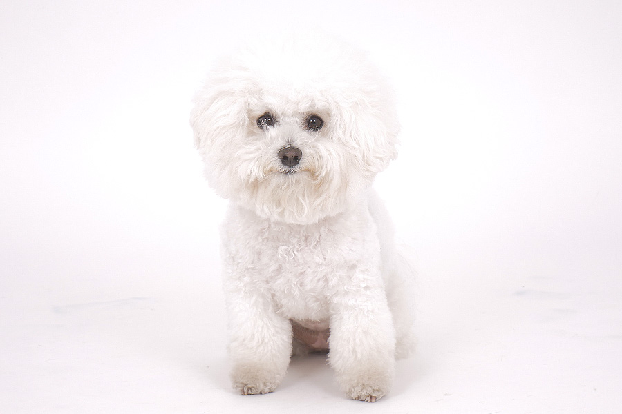 ハウケアラニ イメージ