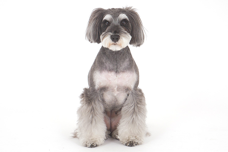 ミント イメージ