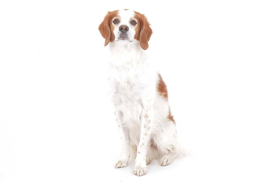 大地（だいち） イメージ