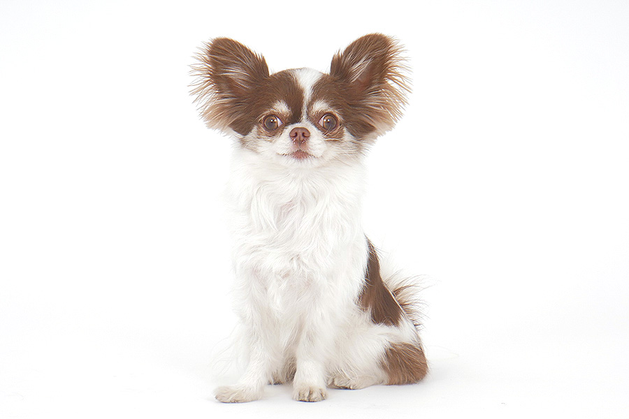 ティー イメージ