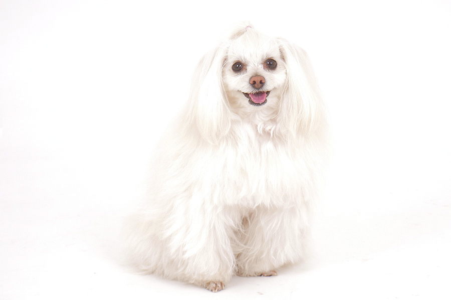 ももか イメージ