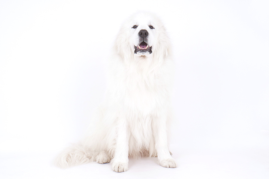 リボン イメージ