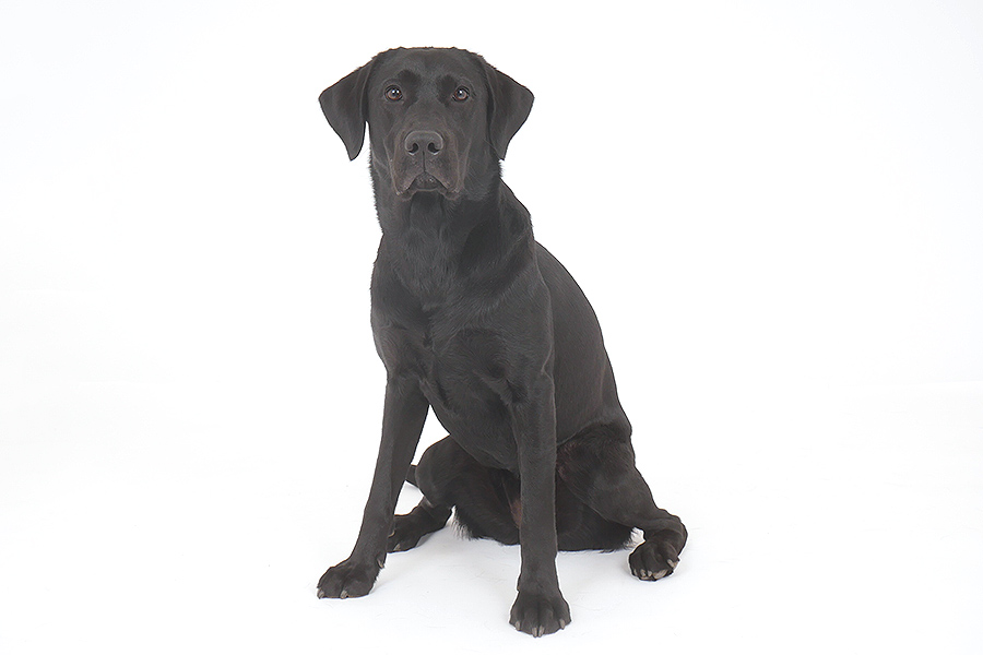 ラヴィ イメージ