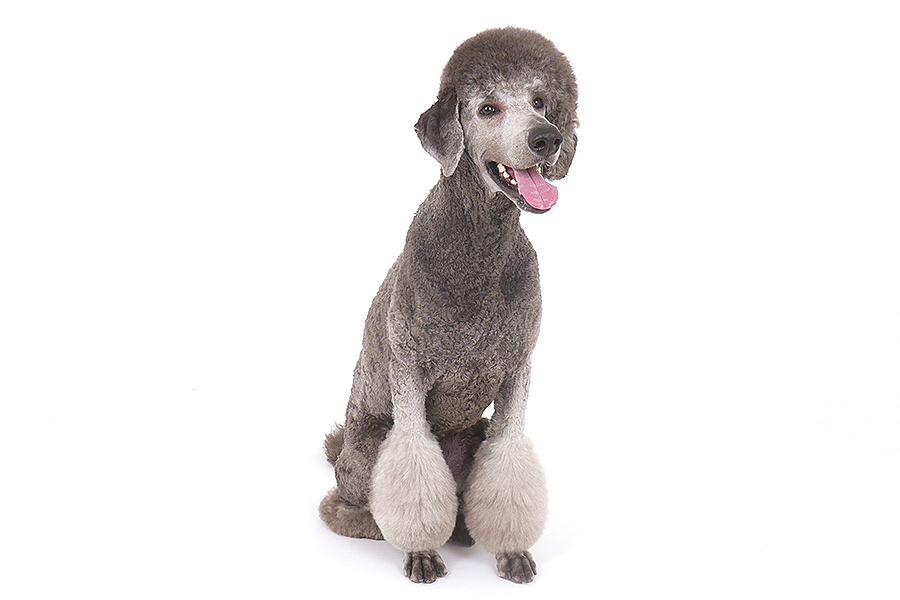 フォルトゥナ イメージ