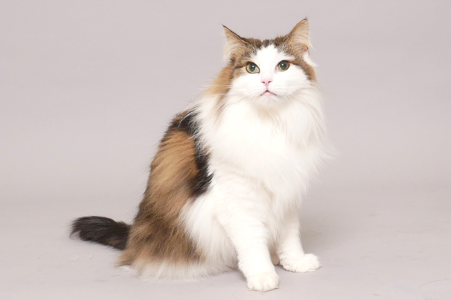 ちびめる イメージ