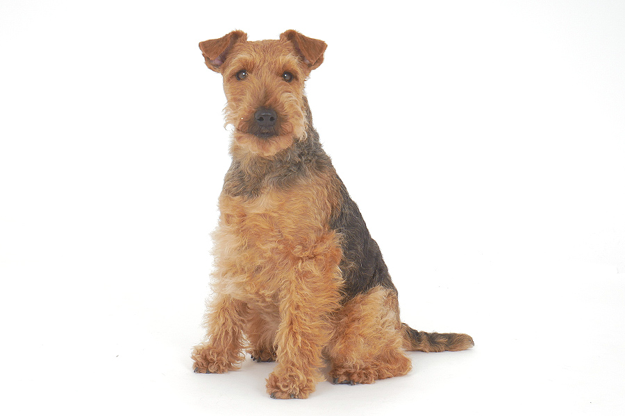 Pomona(ポモナ) イメージ