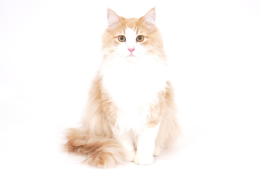 麦(むぎ) イメージ