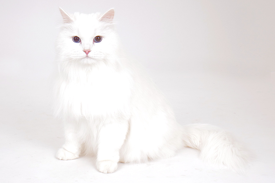 エルフィ イメージ