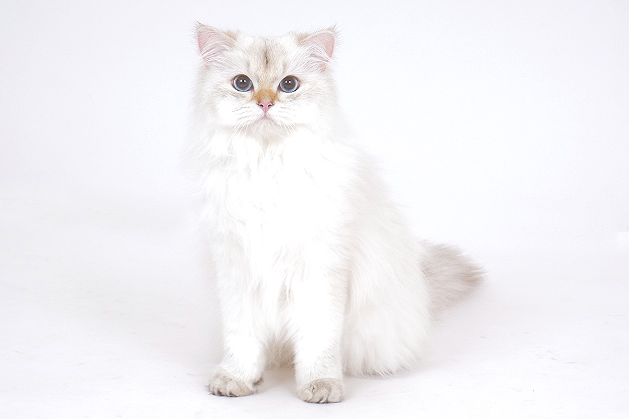 わたあめ イメージ