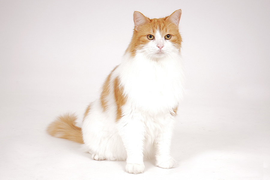 ノーヴ イメージ