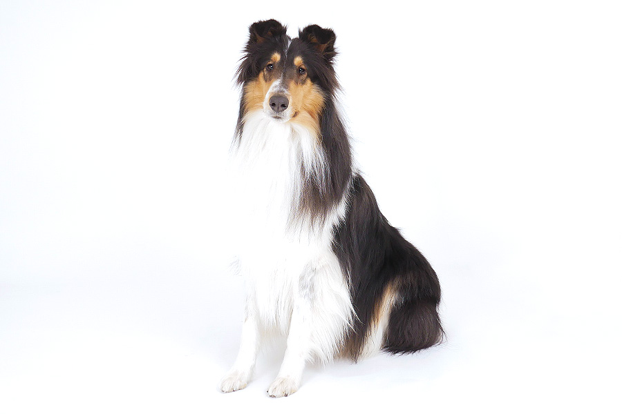 マーク イメージ