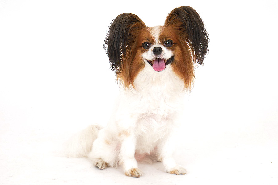 シエル イメージ