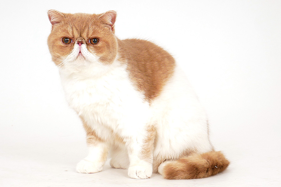 プロメテウス イメージ