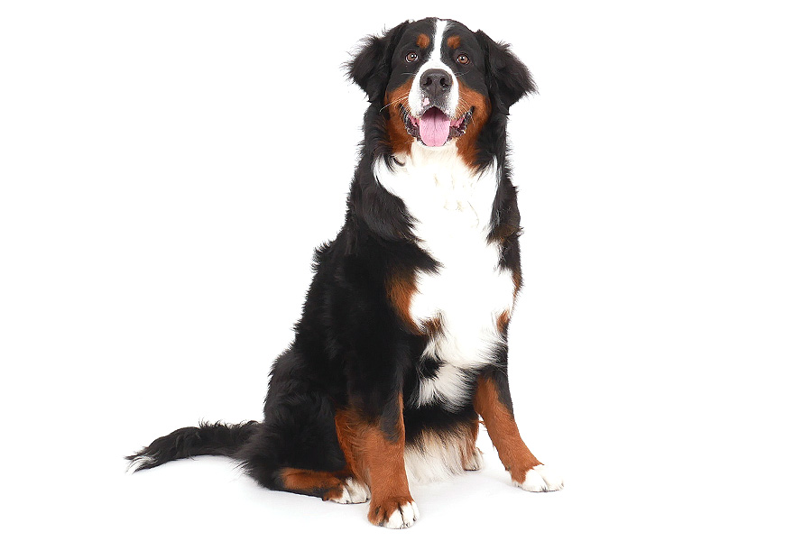 アンバー イメージ