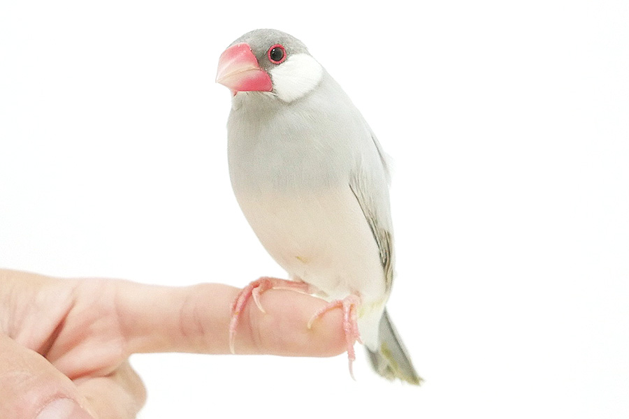 文鳥　ぶん太 イメージ