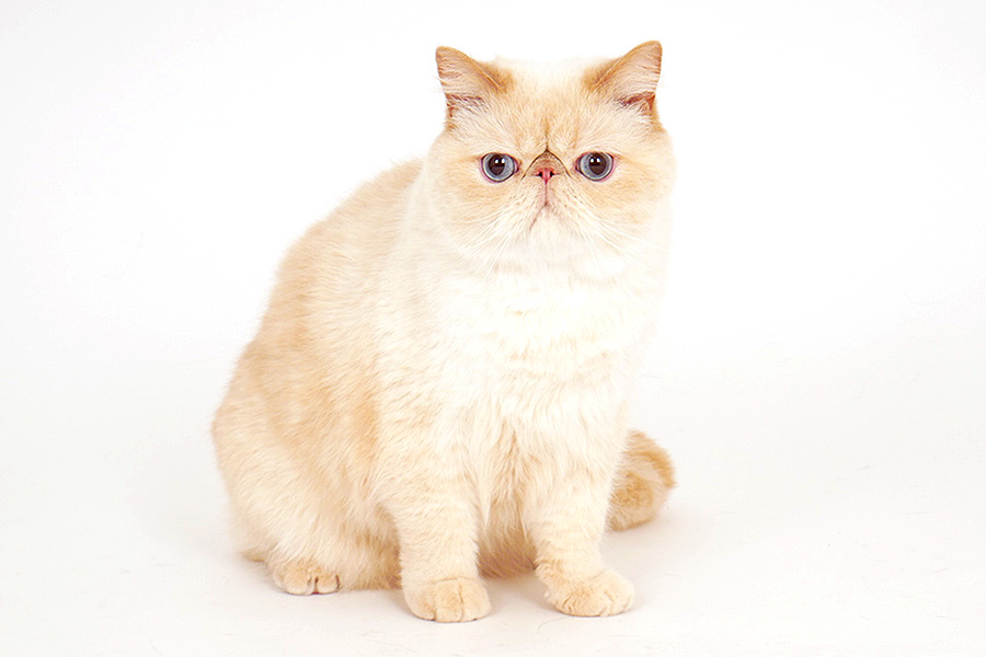 ちぇる イメージ