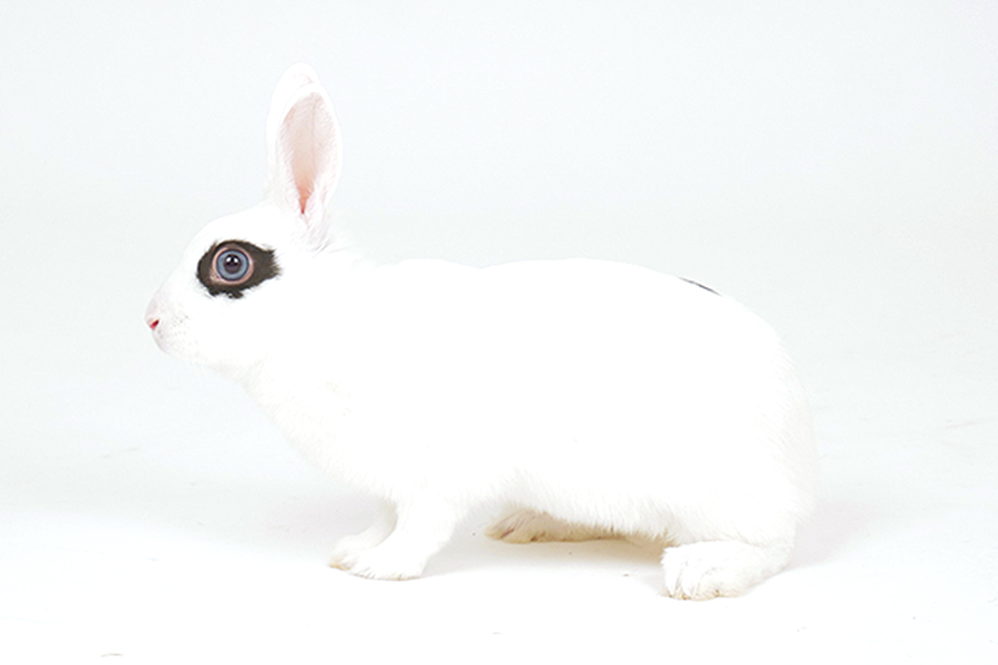 ミニウサギ　ちろ イメージ