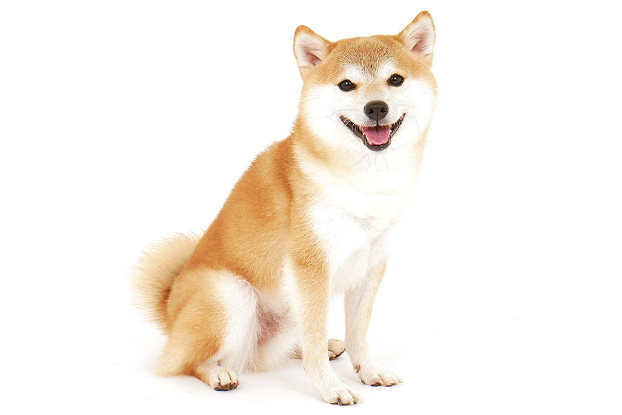 マーク イメージ