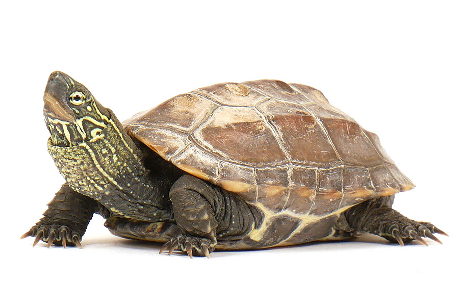 クサガメ　ちょろ イメージ