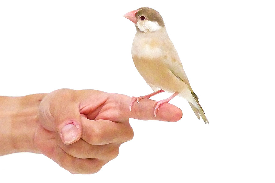 文鳥　メメ イメージ