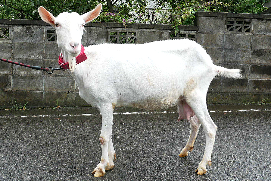 ザーネン　ニナ イメージ