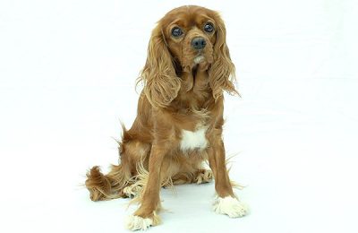 ペットモデル　タレント犬