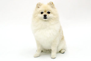ペットモデル　タレント犬　アニマルプロ