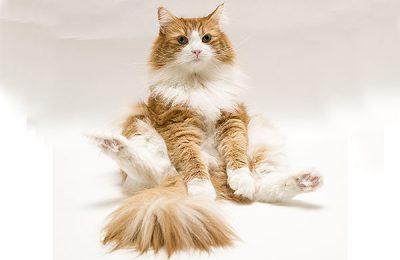 ペットモデル　タレント猫