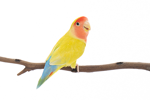 コザクラインコ「モモ」
