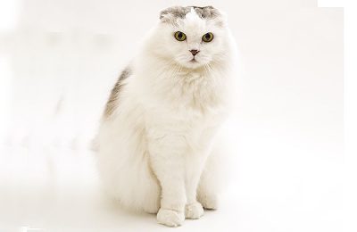 ペットモデル　タレント猫