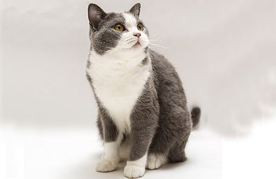 ペットモデル　タレント猫