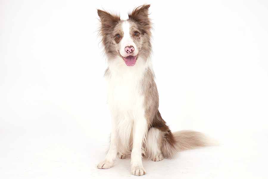 Ｅ♭（エス） イメージ